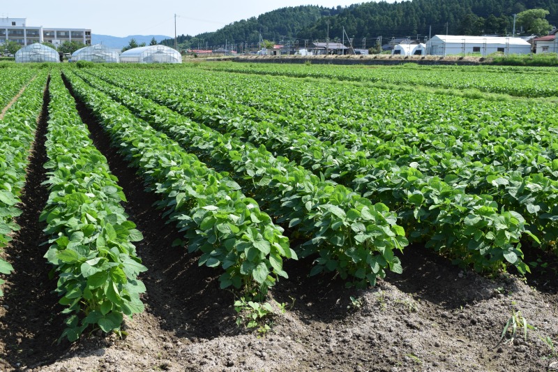 大豆組織は8.5％増 令和５年産 畑作物生産費肥料費などが増加
